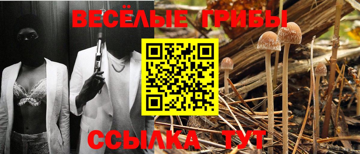 Псилоцибиновые грибы мицелий Камень-на-Оби